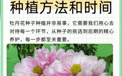 牡丹苗什么时候种？最佳时间与全流程种植技术指南