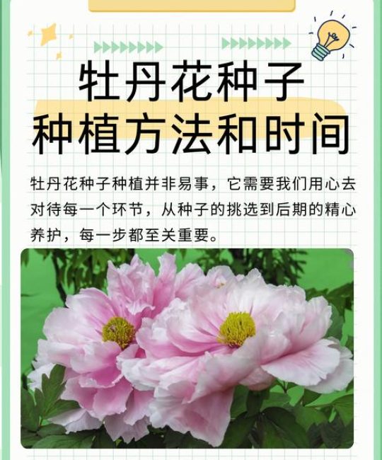 牡丹苗什么时候种？最佳时间与全流程种植技术指南
