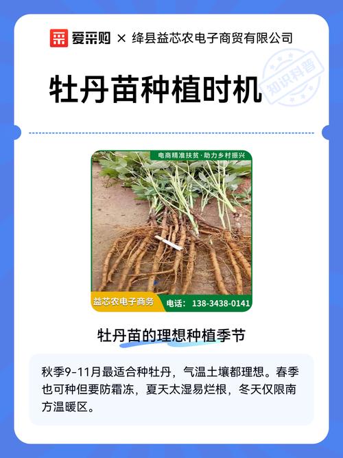 五、浇定根水：边栽边浇，浇透不积水