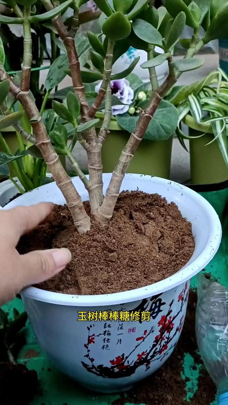 玉树夏天能扦插吗?技术专家教你精准操作,避开高温致命陷阱 结语:夏季扦插的“南北分化”建议