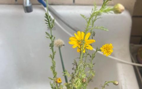 水培茼蒿多久开花？抽薹时间与延缓开花技巧