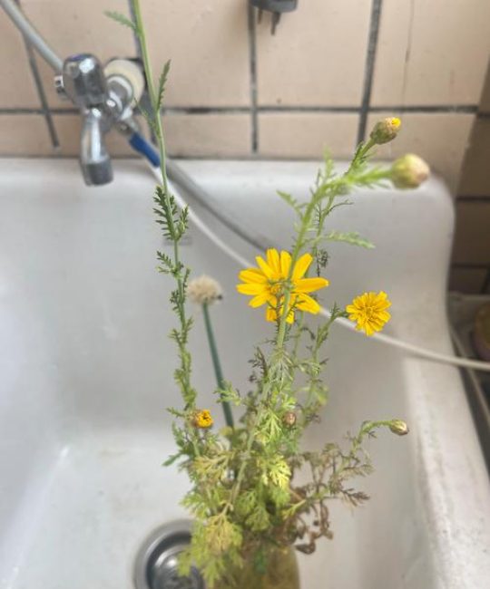 水培茼蒿多久开花？抽薹时间与延缓开花技巧