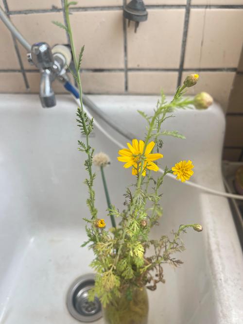 水培茼蒿多久开花?抽薹时间与延缓开花技巧 水培茼蒿多久开花?抽薹时间与延缓开花技巧