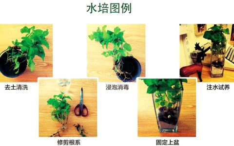 水培水生植物需要换水吗？3个关键指标帮你判断
