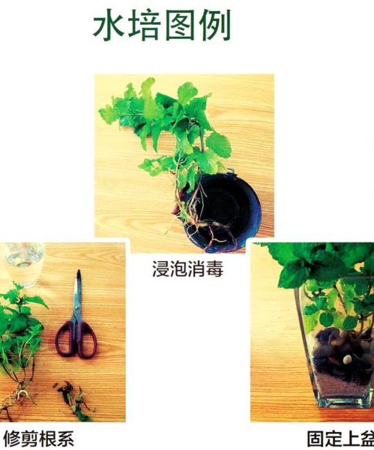 水培水生植物需要换水吗？3个关键指标帮你判断