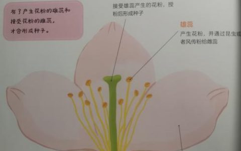 被子植物花的组成部分及其主要功能详解