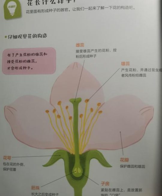 被子植物花的组成部分及其主要功能详解