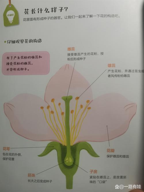 被子植物花的组成部分及其主要功能详解 被子植物花的组成部分及其主要功能详解