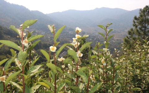茶树是什么植物：从茶园到茶杯的植物学百科