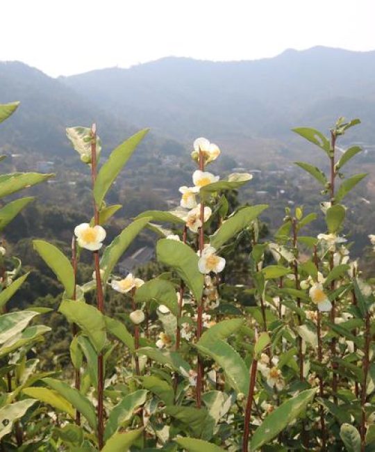 茶树是什么植物：从茶园到茶杯的植物学百科