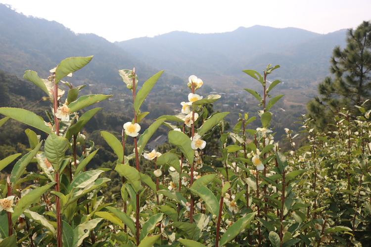 茶树是什么植物：从茶园到茶杯的植物学百科