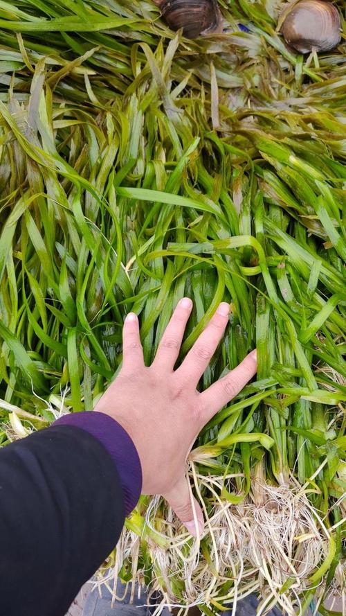 刺苦草多少钱一平方?2026年价格参考区间及影响因素 价格影响因素总览