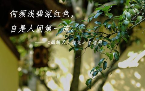 李清照《鹧鸪天·桂花》全文赏析：为何称其为花中第一流？