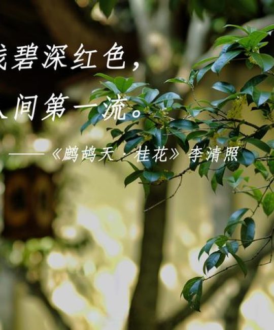 李清照《鹧鸪天·桂花》全文赏析：为何称其为花中第一流？