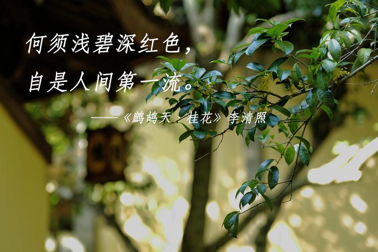 李清照《鹧鸪天·桂花》全文赏析:为何称其为花中第一流? 李清照《鹧鸪天·桂花》全文赏析:为何称其为花中第一流?