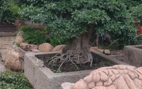 植树节种什么树好？这5种树既美观又实用，庭院阳台都能种