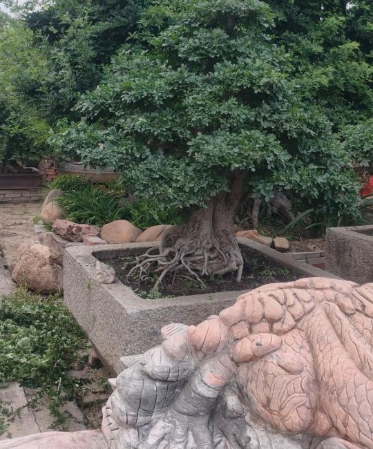 植树节种什么树好？这5种树既美观又实用，庭院阳台都能种