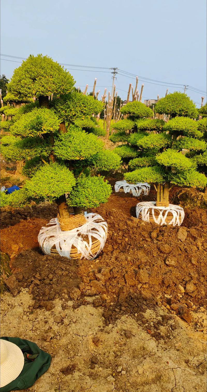 3. 银杏树：秋叶金黄，活化石