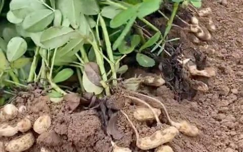 花生苗种植技术视频：从选种到成活的8个关键步骤详解