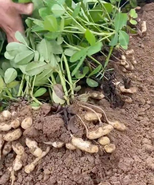 花生苗种植技术视频：从选种到成活的8个关键步骤详解