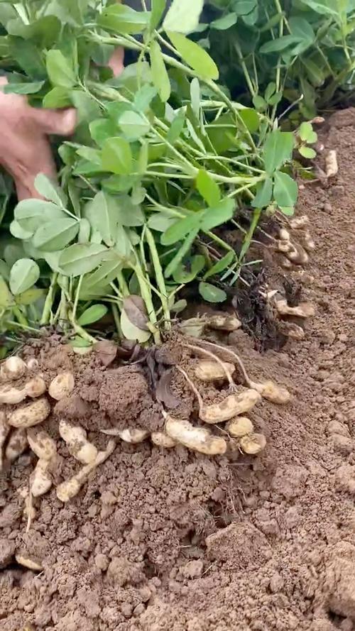 花生苗种植技术视频:从选种到成活的8个关键步骤详解 花生苗种植技术视频:从选种到成活的8个关键步骤详解