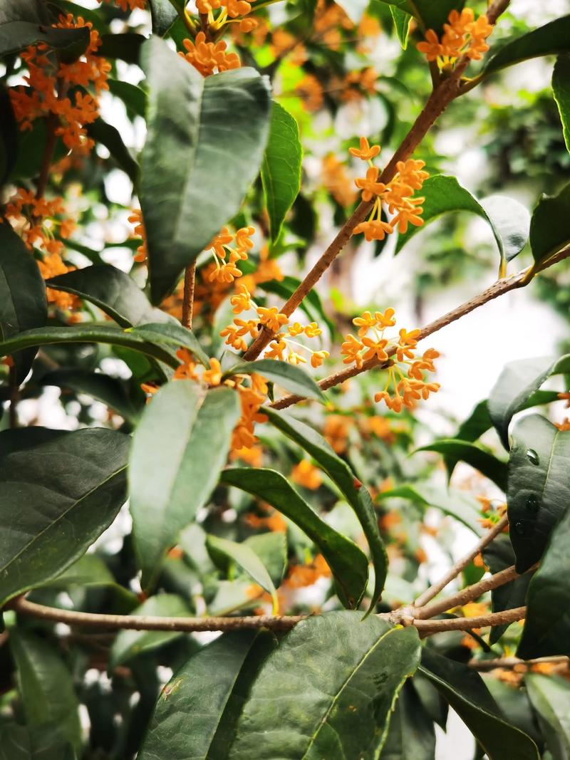 桂花树能卖多少钱一颗?2025年最新价格参考与影响因素全解析 运输:距离越远,成本越高