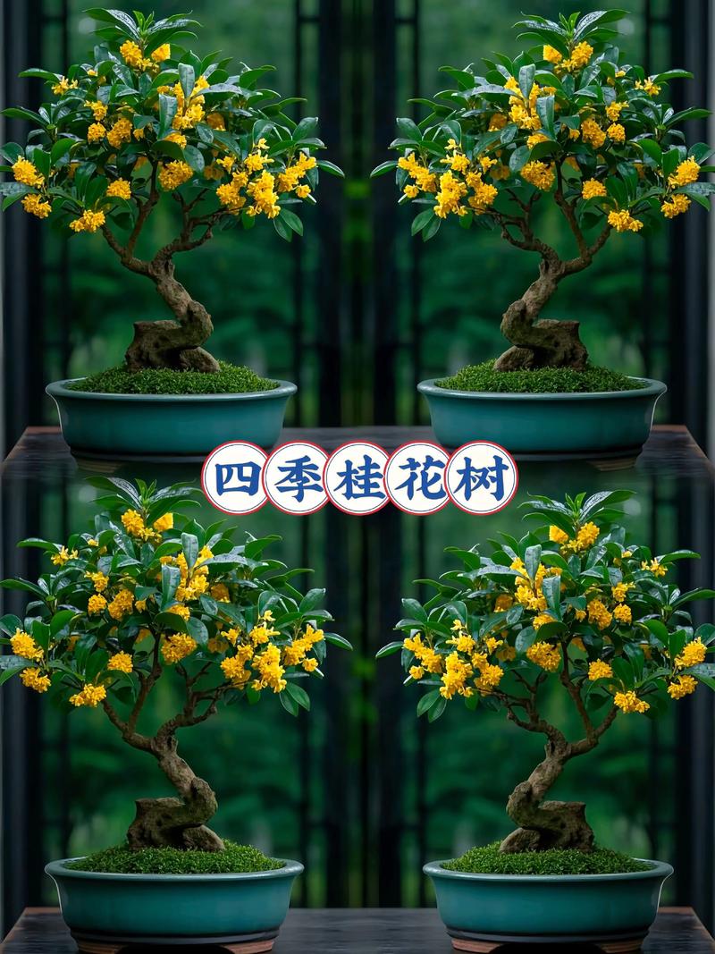 桂花树能卖多少钱一颗?2025年最新价格参考与影响因素全解析 咨询指南:如何获取精准报价?