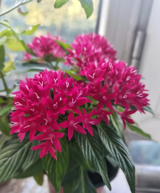 耐热植物有哪些品种？推荐6种适合夏季高温的庭院/阳台花卉