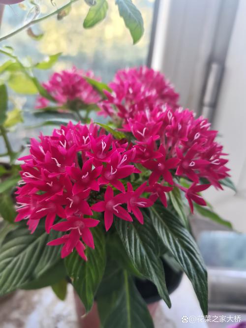 耐热植物有哪些品种?推荐6种适合夏季高温的庭院/阳台花卉 耐热植物有哪些品种?推荐6种适合夏季高温的庭院/阳台花卉