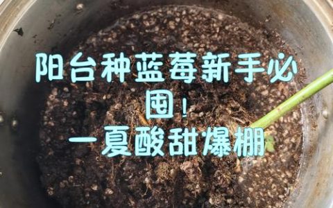 封闭阳台能种蓝莓吗？掌握5个关键点，盆栽也能挂满果