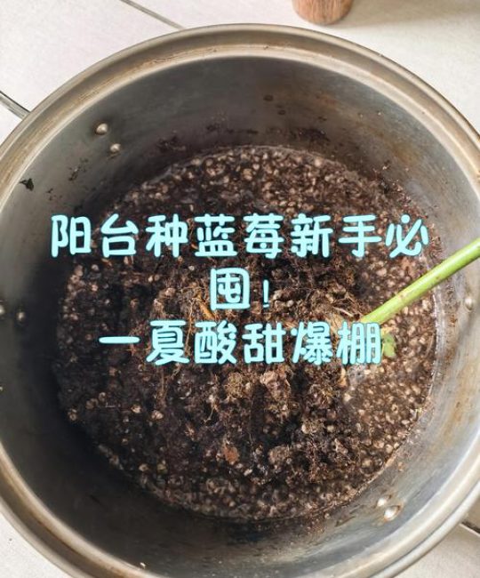 封闭阳台能种蓝莓吗？掌握5个关键点，盆栽也能挂满果