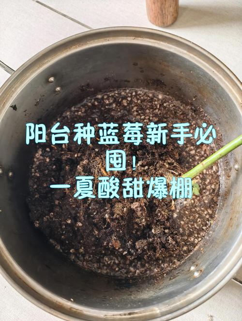 封闭阳台能种蓝莓吗?掌握5个关键点,盆栽也能挂满果 封闭阳台能种蓝莓吗?掌握5个关键点,盆栽也能挂满果