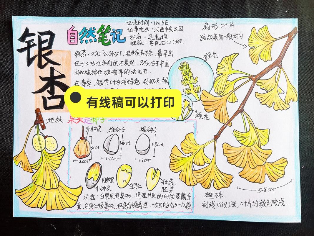 银杏树怎么移栽成活率高?七个步骤详解,成活率可达95%以上 5. 浇定根水:分次浇透,不积水