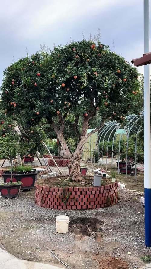 院子可以种石榴树吗?从种植到养护的完整指南 七、总结