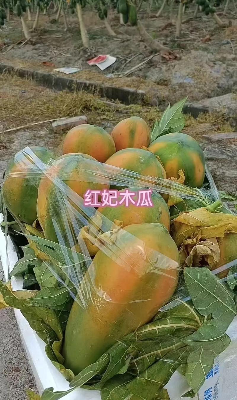 什么品种木瓜最好吃?红妃、台农二号、日升三款主流木瓜对比评测 六维对比总表