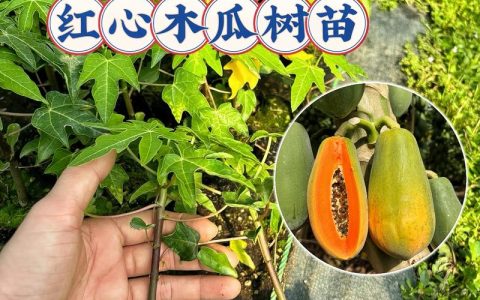 什么品种木瓜最好吃？红妃、台农二号、日升三款主流木瓜对比评测