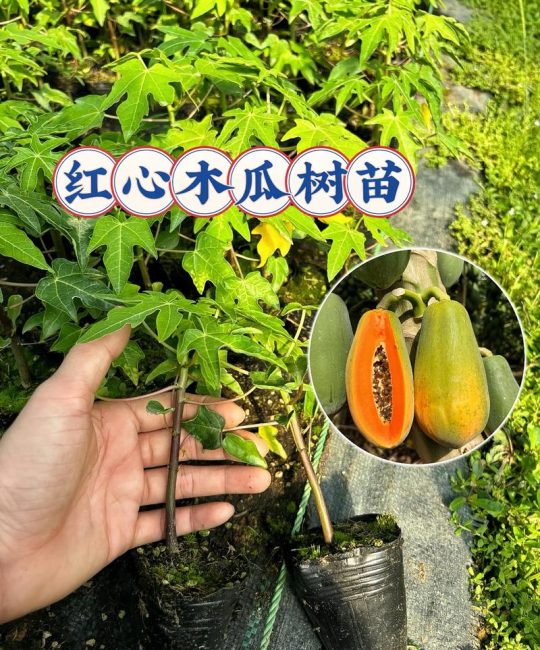 什么品种木瓜最好吃？红妃、台农二号、日升三款主流木瓜对比评测