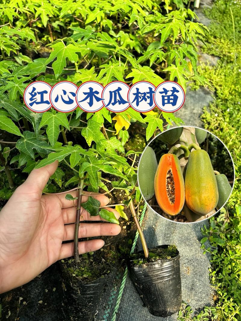 什么品种木瓜最好吃?红妃、台农二号、日升三款主流木瓜对比评测 品种简介