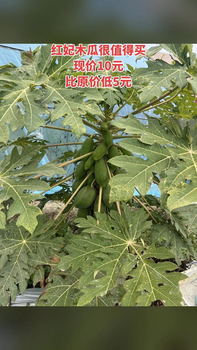 什么品种木瓜最好吃?红妃、台农二号、日升三款主流木瓜对比评测 结论