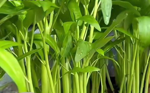 空心菜是水生植物吗？庭院池塘与河道生态浮岛种植全指南