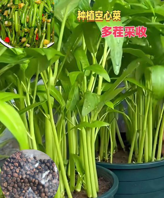 空心菜是水生植物吗？庭院池塘与河道生态浮岛种植全指南