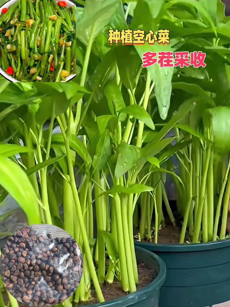 空心菜是水生植物吗?庭院池塘与河道生态浮岛种植全指南 一、空心菜的水深与基质要求