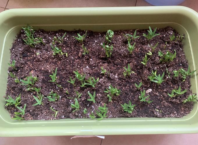 空心菜是水生植物吗?庭院池塘与河道生态浮岛种植全指南 三、空心菜的扩繁控制与越冬管理
