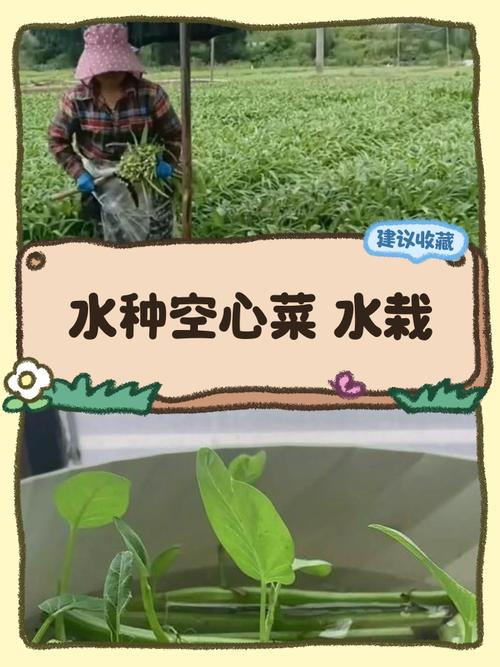 空心菜是水生植物吗?庭院池塘与河道生态浮岛种植全指南 四、常见配置错误与注意事项