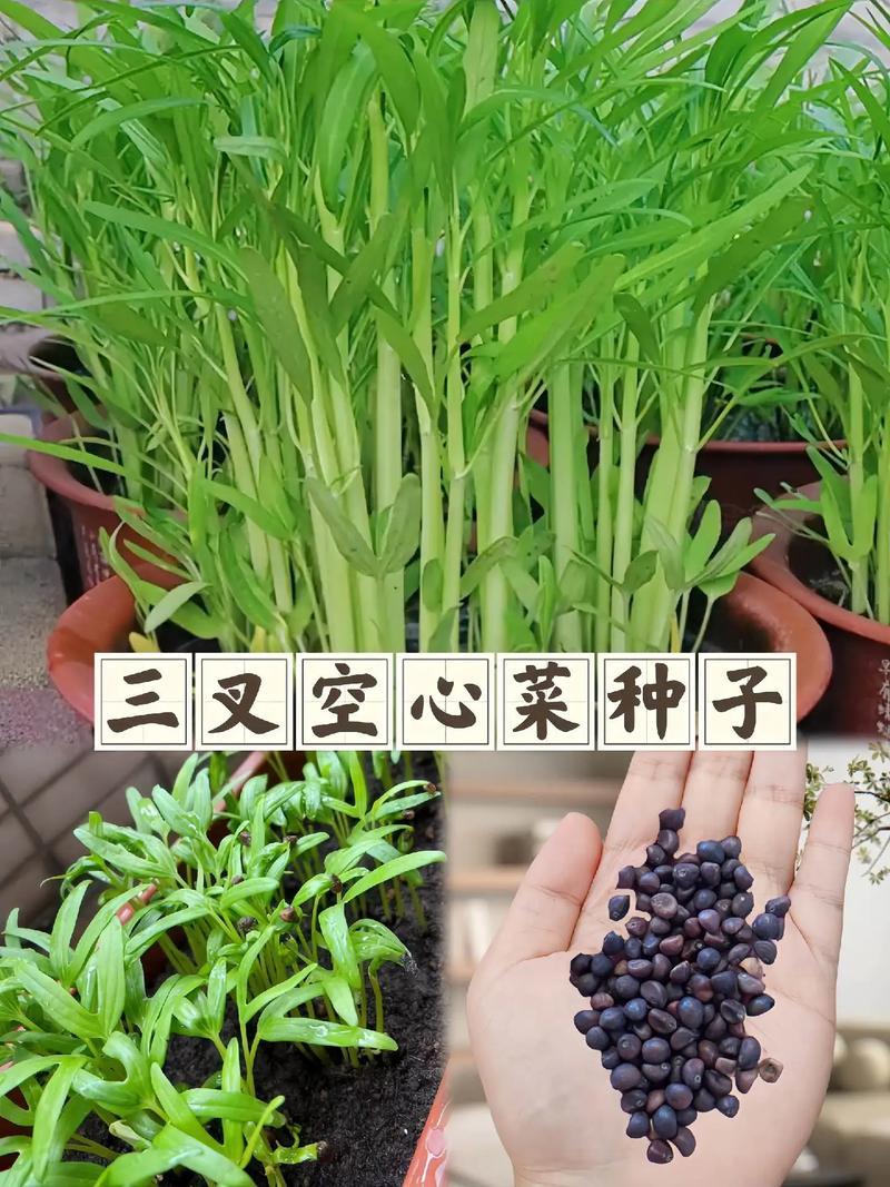 空心菜是水生植物吗?庭院池塘与河道生态浮岛种植全指南 总结