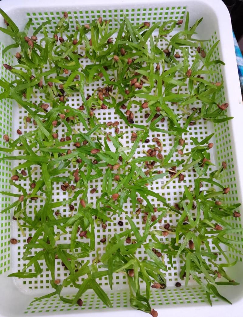 空心菜是水生植物吗?庭院池塘与河道生态浮岛种植全指南 五、FAQ常见问题