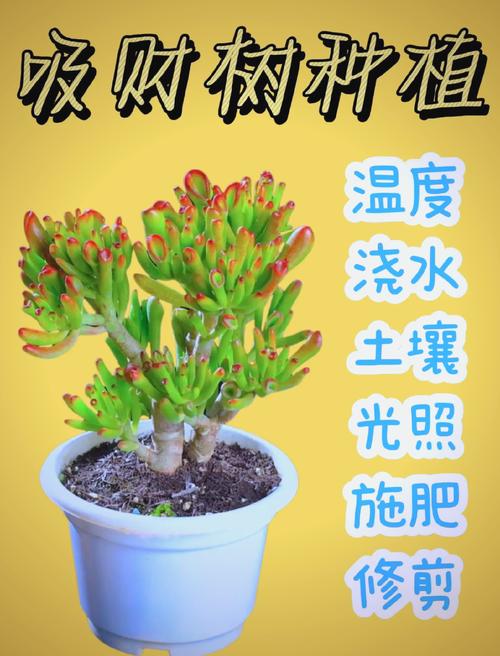 吸财树价格多少钱一棵?2024年最新报价与影响因素全解析 咨询指南:获取您的专属报价