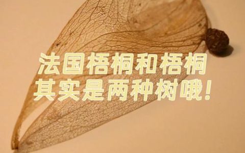 法桐与梧桐的区别及种植全指南