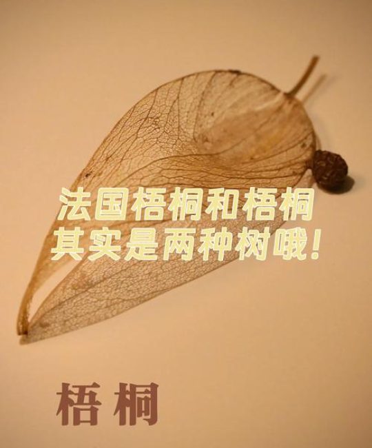 法桐与梧桐的区别及种植全指南