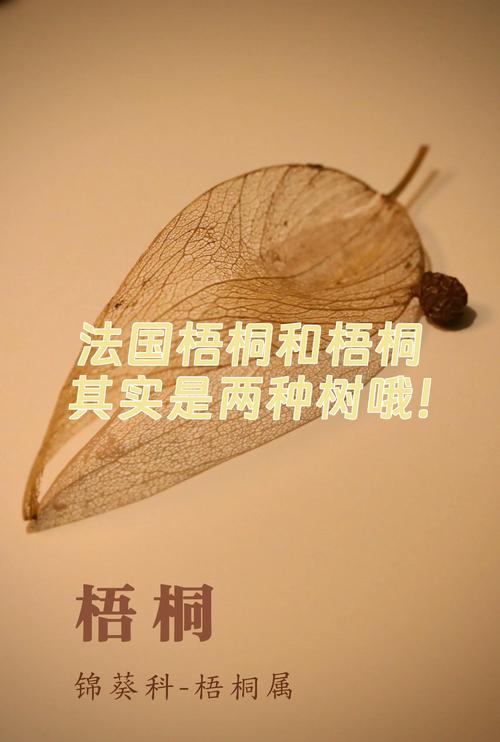 法桐与梧桐的区别及种植全指南 法桐与梧桐的区别及种植全指南